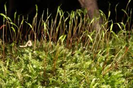 Attēlu rezultāti vaicājumam “Callicladium haldanianum”