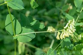 Attēlu rezultāti vaicājumam “Vicia pisiformis”