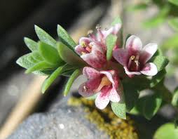 Attēlu rezultāti vaicājumam “Glaux maritima flower”
