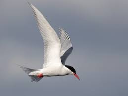 Attēlu rezultāti vaicājumam “Sterna”