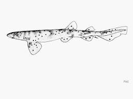 Image result for Cephaloscyllium laticeps