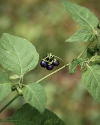 Attēlu rezultāti vaicājumam “Solanum nigrum”