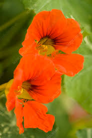 Attēlu rezultāti vaicājumam “Tropaeolum majus flower”
