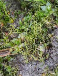 Attēlu rezultāti vaicājumam “Leptobryum pyriforme”