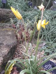 Attēlu rezultāti vaicājumam “Tulipa sylvestris bud”