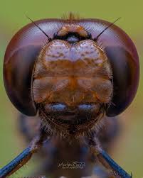 Attēlu rezultāti vaicājumam “Acantholyda erythrocephala”