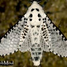 Attēlu rezultāti vaicājumam “Cossidae”