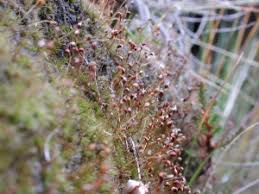 Attēlu rezultāti vaicājumam “Dicranella cerviculata”