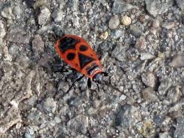 Attēlu rezultāti vaicājumam “Pyrrhocoris apterus imago”