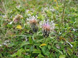 Attēlu rezultāti vaicājumam “Saussurea esthonica”