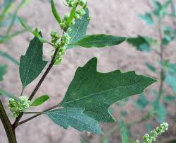 Attēlu rezultāti vaicājumam “Chenopodium acerifolium”