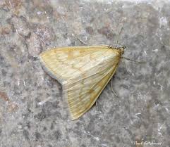 Attēlu rezultāti vaicājumam “Sitochroa verticalis”