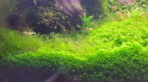 Attēlu rezultāti vaicājumam “Riccia”