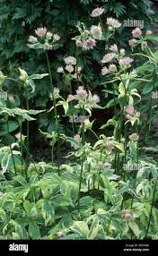 Attēlu rezultāti vaicājumam “Astrantia major leaf”