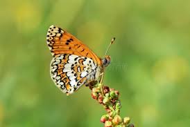 Attēlu rezultāti vaicājumam “Melitaea cinxia upperside”