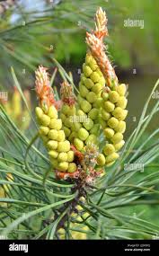 Attēlu rezultāti vaicājumam “Pinus pumila male flower”