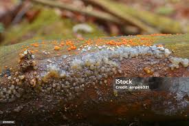 Attēlu rezultāti vaicājumam “Myxarium nucleatum”