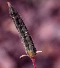 Attēlu rezultāti vaicājumam “Oxalis corniculata fruit”