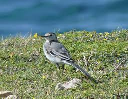 Attēlu rezultāti vaicājumam “Motacillidae”