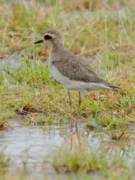 Image result for Charadrius asiaticus