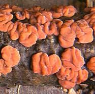 Attēlu rezultāti vaicājumam “Peniophora laurentii”