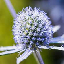 Image result for Eryngium `Blue Hobbit`