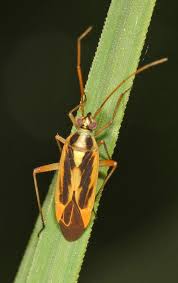Attēlu rezultāti vaicājumam “Stenotus binotatus”