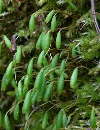 Attēlu rezultāti vaicājumam “Pohlia sphagnicola”