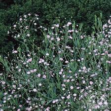 Attēlu rezultāti vaicājumam “Gypsophila paniculata”