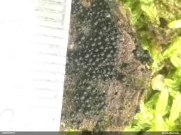 Attēlu rezultāti vaicājumam “Pantilius tunicatus imago”