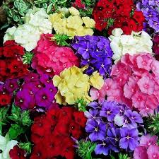 Image result for Phlox drummondii