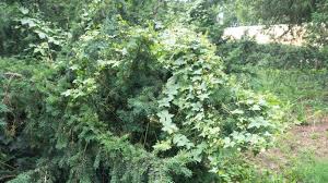 Attēlu rezultāti vaicājumam “Bryonia alba”