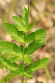 Attēlu rezultāti vaicājumam “Pastinaca sativa subsp. sylvestris leaf”