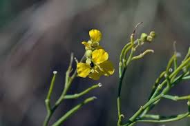 Attēlu rezultāti vaicājumam “Sisymbrium volgense”