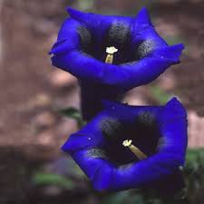 Attēlu rezultāti vaicājumam “Gentiana pneumonanthe flower”