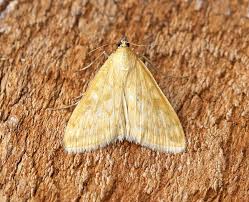 Attēlu rezultāti vaicājumam “Sitochroa verticalis”