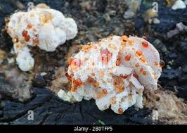 Attēlu rezultāti vaicājumam “Hydnellum ferrugineum”