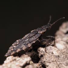 Attēlu rezultāti vaicājumam “Aradus betulae”