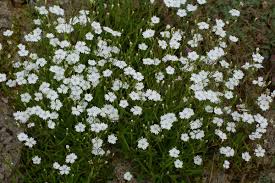 Attēlu rezultāti vaicājumam “Seligeria pusilla”