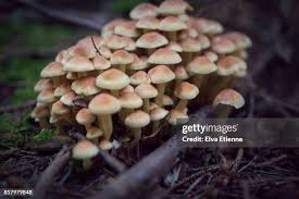 Attēlu rezultāti vaicājumam “Hypholoma sp.”