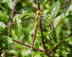 Attēlu rezultāti vaicājumam “Aeshna viridis”