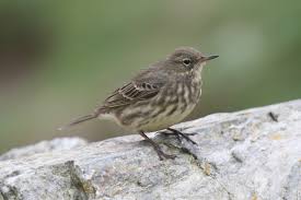 Image result for Anthus petrosus