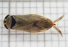 Attēlu rezultāti vaicājumam “Hydrachna”