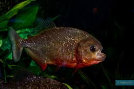 Image result for Prestatyn Piranhas