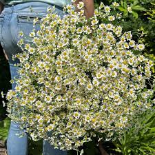 Image result for Tanacetum parthenium