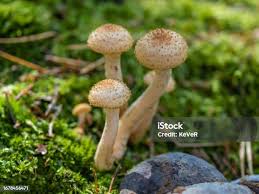 Attēlu rezultāti vaicājumam “Protostropharia alcis”