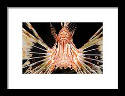 Image result for Pterois radiata