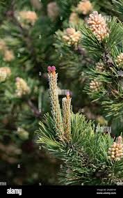 Attēlu rezultāti vaicājumam “Pinus sylvestris female flower”