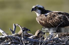 Attēlu rezultāti vaicājumam “Pandion haliaetus”