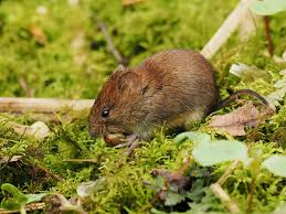 Attēlu rezultāti vaicājumam “Myodes glareolus”